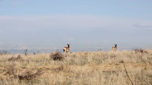 Mule Deer grazing and walking through brown grass at the Rocky Mountain Wildlife Refuge near Denver,