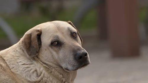 Close Up of Calm Dog Looking Away