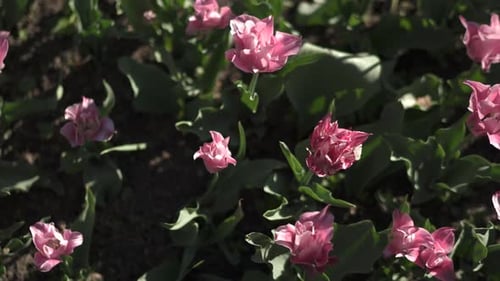 Pink tulips in a garden