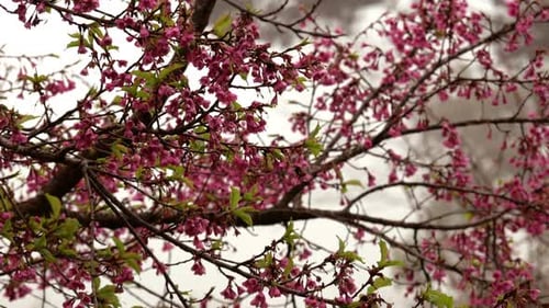 Pink Cherry Blossoms Blooming in Spring