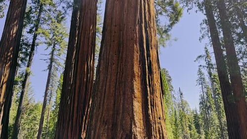 Sequoia Trees in Yosemite National Park