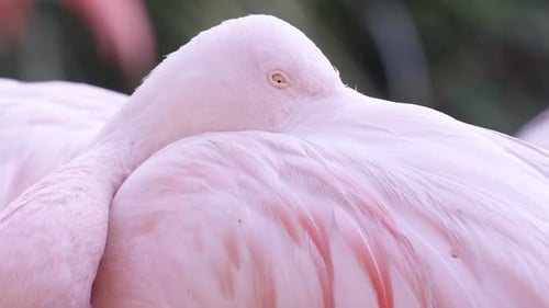 Nahaufnahme des Flamingos mit Schnabel unter dem Flügel