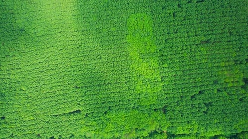 Drohne fliegt über eine wunderschöne Gummibaumplantage