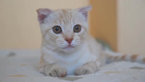 Close Up of Playful Red Cat Lying on Bed Folded Paws and Attentively Watching Movements Behind