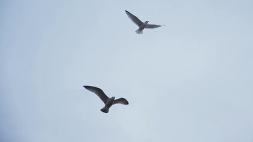 Seagulls Soaring High Against the Overcast Sky
