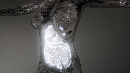 Human Digestive System Parts and Functions
