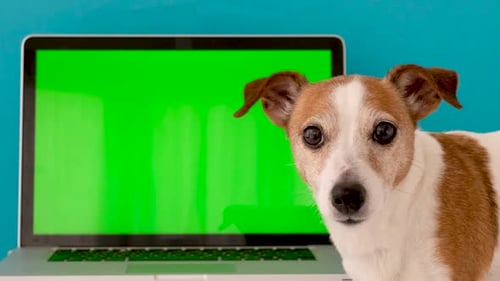 Dog Sits Next to the Laptop Green Screen