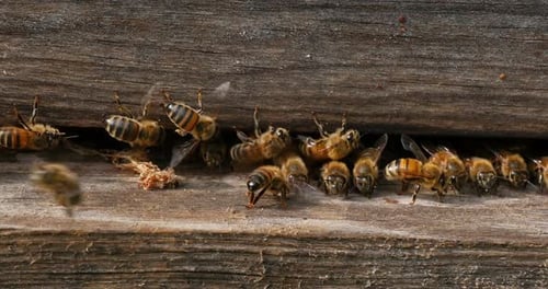 European Honey Bee, apis mellifera, cocoon of false ringworm released from the hive by the cleaners