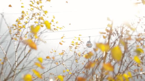 Cable Car Ascending Through Autumn Trees on Sunny Day