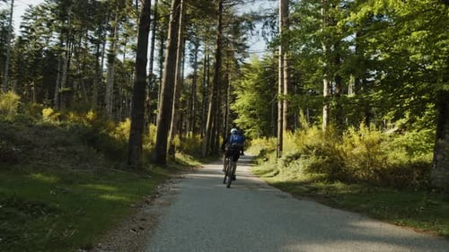 Mountain Cyclist Passes in the Asphalt Road Between Trees