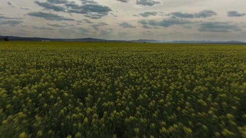 Aerial Above View of Spring Rapeseed Flower Field Blooming Beautiful Yellow Rapeseed Flowers Field