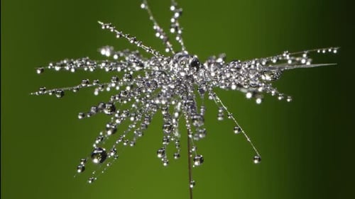 Water Droplets Clinging to Seed Head Tendrils