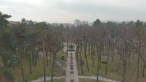Pine Park Allee