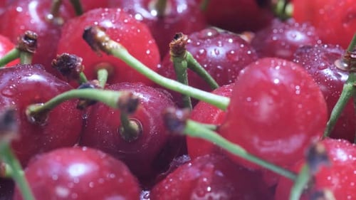 Fresh Ripe Cherries With Stems and Water Droplets