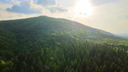 Aerial View of Green Pine Forest with Dark Spruce Trees Covering Mountain Hills