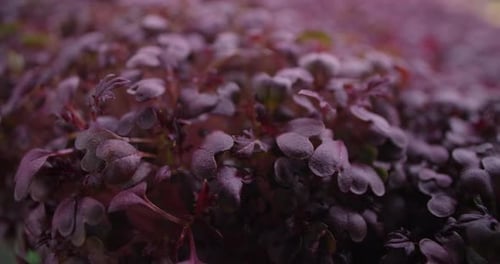 Macro Footage Cultivé Radis Coloré Microgreens Verts Verts Verts agricoles Verts Home Business 60p Prores