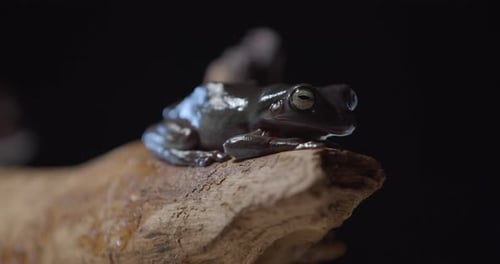 Une grenouille arboricole australienne est assise sur une branche d'arbre dans le studio, un animal mignon