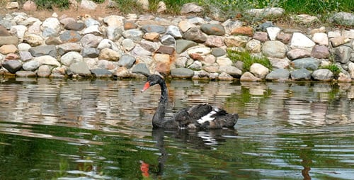 Schwarzer Schwan