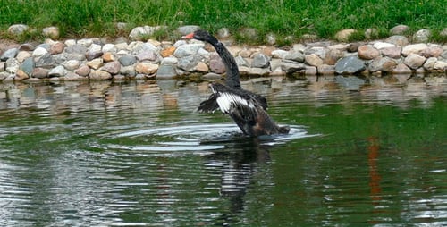 Black Swans Swimming in a Tranquil Pond