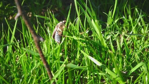 Maikäfer im Gras