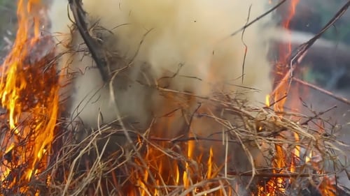 Blazing Fire Consuming Dry Branches and Twigs