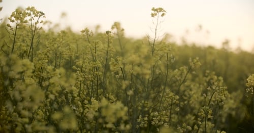 Blooming Canola Field