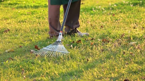 Rake and Legs of Gardener.
