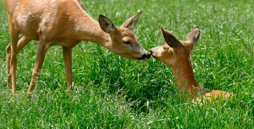 Young Deer Relaxing in Lush Green Meadow