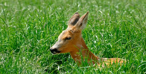 Beautiful Deer Resting in Lush Green Grass