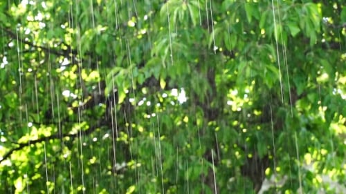 Summer Rain In The Garden Or In The Park