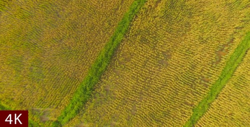 Aerial View Of A Rice Field
