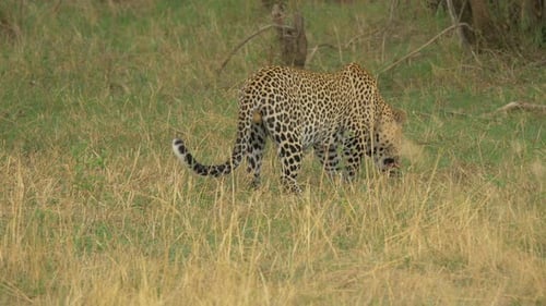 Leopard sitting and eating