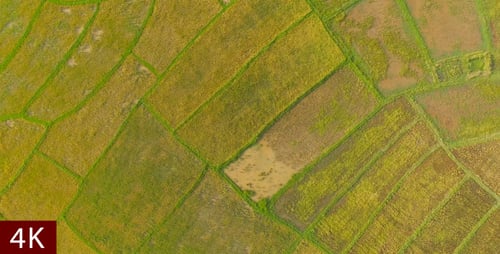 Aerial View Of Paddy Field In Laos