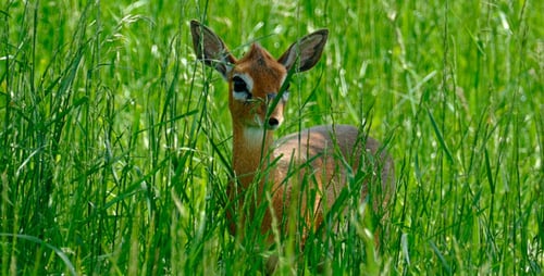 Petite Antelope Feeding in Green Grassland