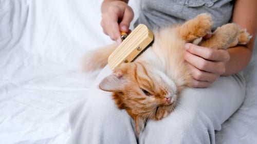 La femme peigne la fourrure d'un chat assoupi. Chat roux se trouve sur les jambes de la femme