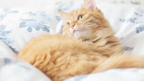 Ginger Cat Relaxing and Playing on Bed