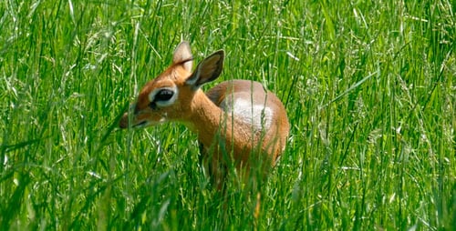 Elegant Dik-Dik Grazing Peacefully in Sunny Meadow