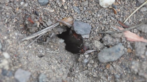 Ants In An Anthill