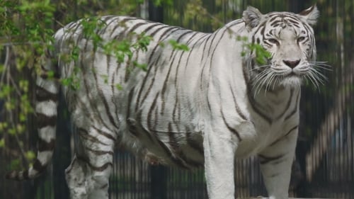 Gorgeous White Tigress