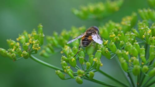 Fly On Dill Inflorescence