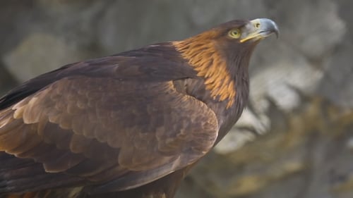 Golden Eagle