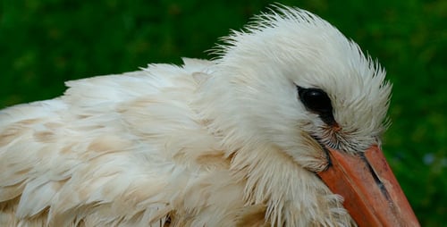 Ein Vogel. Alter Storch.