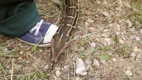 Serpiente arrastrándose por el suelo