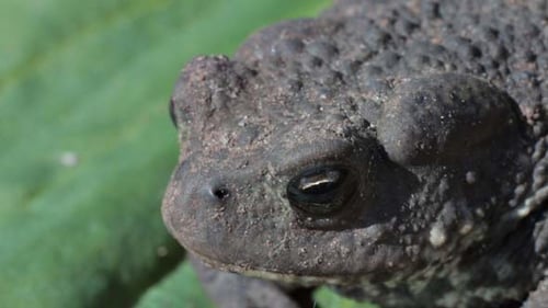 Junger Frosch atmet