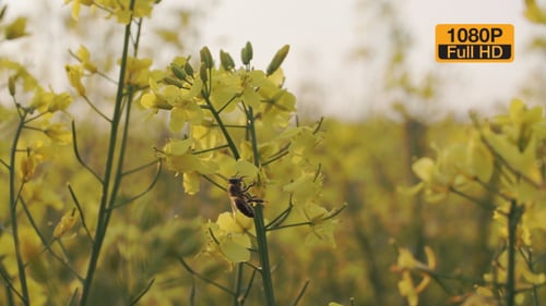 La abeja cosecha néctar de una flor de colza