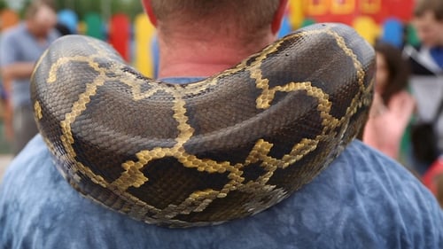 Python serpent énorme autour des épaules de l'homme