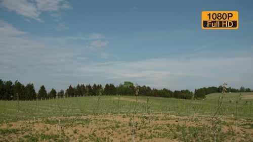 Young Apple Trees Seedlings