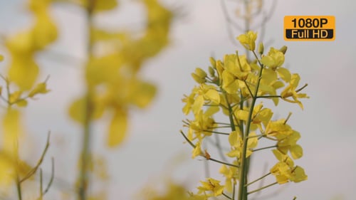 Blumen über dem Rapsfeld