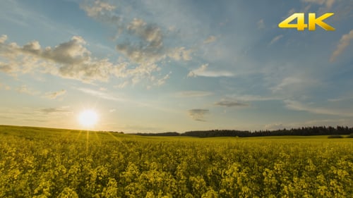 Sunset Over Yellow Rapeseed Field