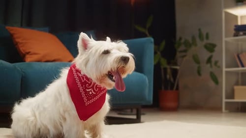 Adorable Westie with Bandana Sitting Indoors